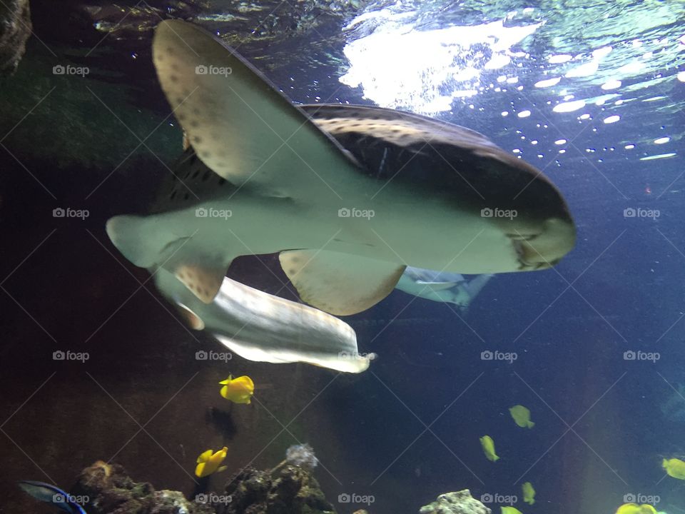 Strange big fish where good shark ?