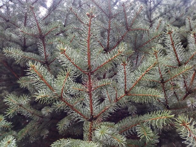 A picture of tree branches