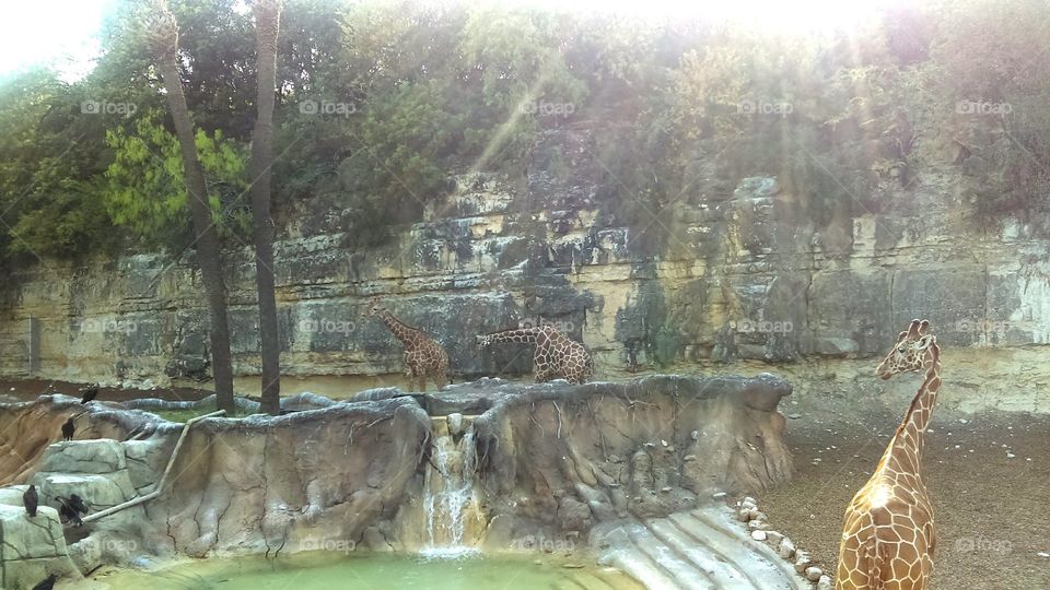 The sun rays shining down on these majestic animals