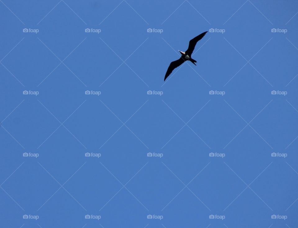 Soaring bird in the sky