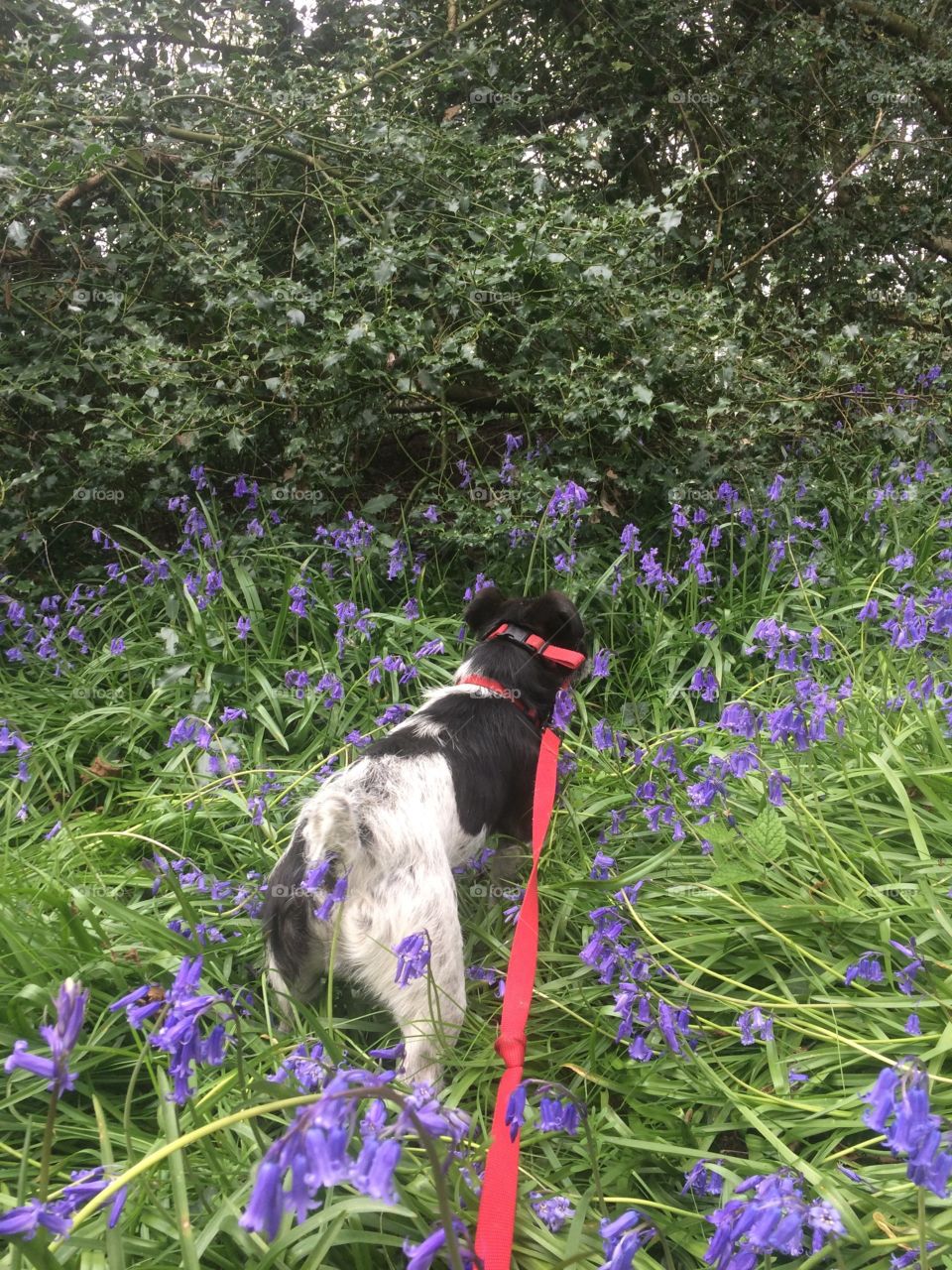 My Jack Russell in my fields 