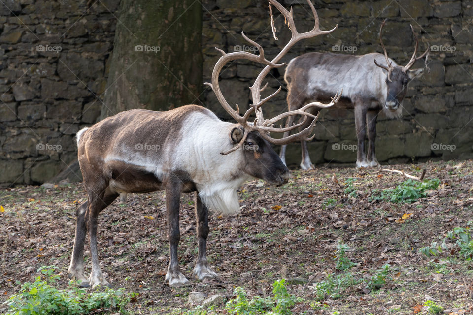 Two reindeer 1