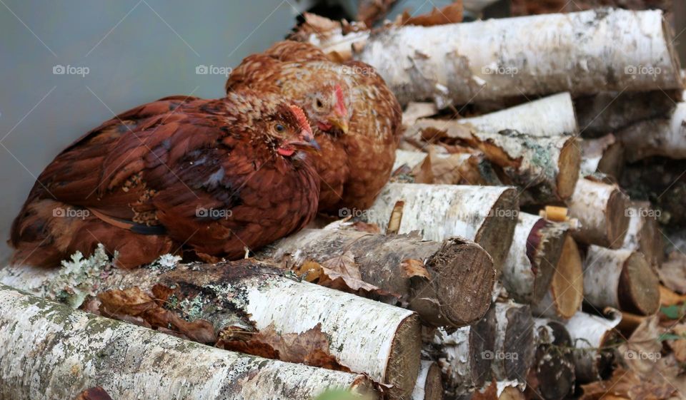 Two chicks perched on a stack of firewood.