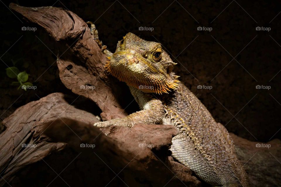 Bearded dragon looking into the camera from his branche low key portrait