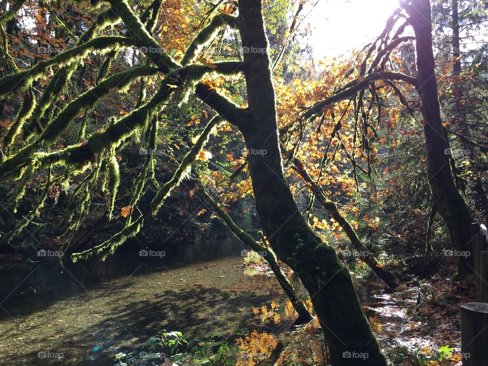 Stream flowing by woodland