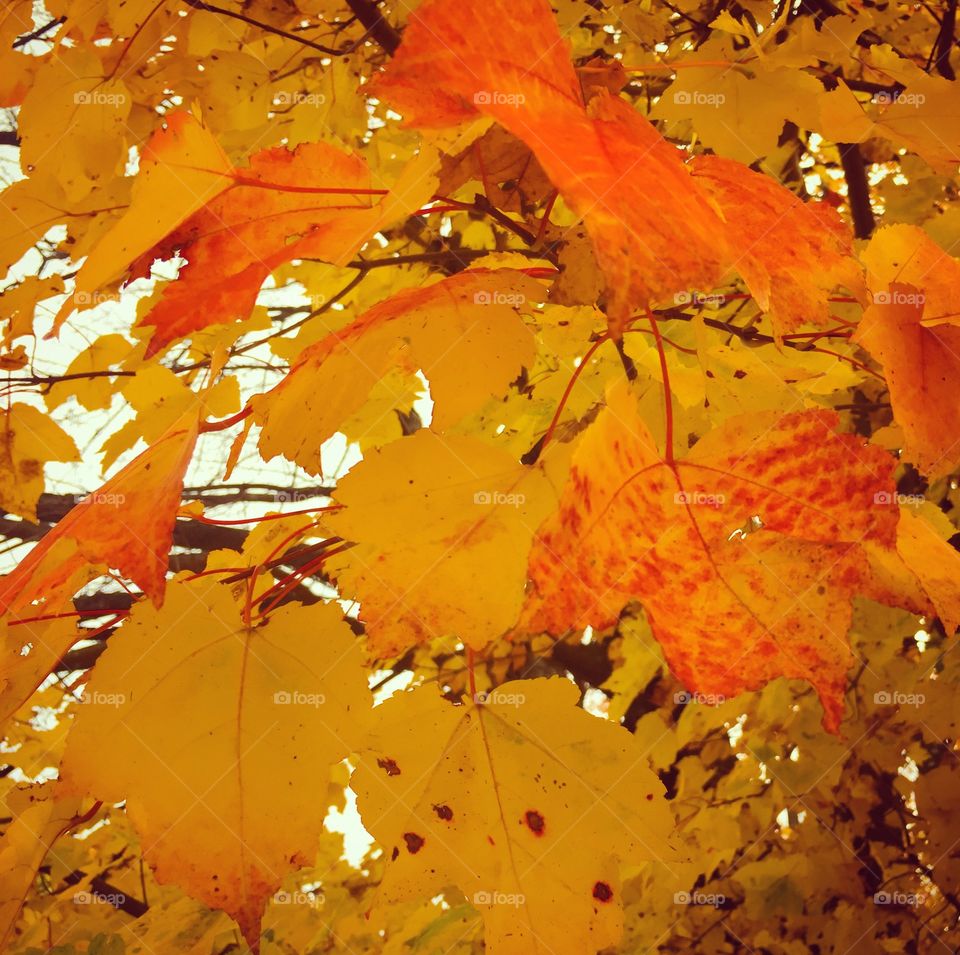 Conway, New Hampshire 