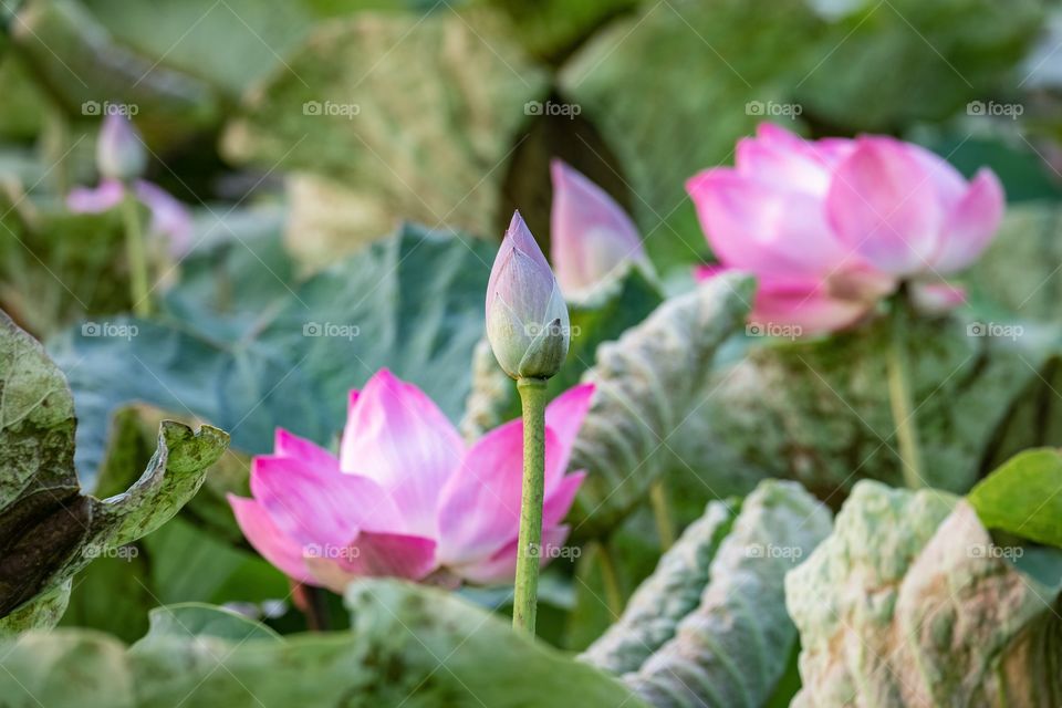 Pink lotus