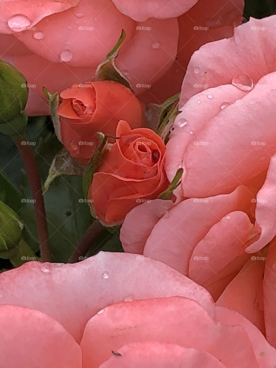 Pink roses and buds