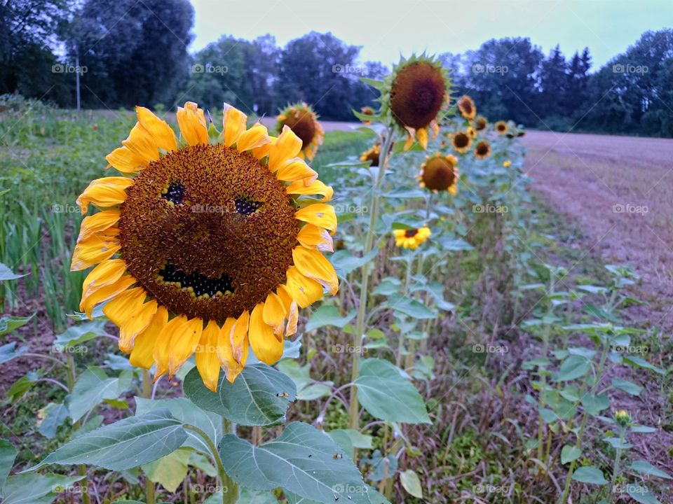 Grumpy sunflower