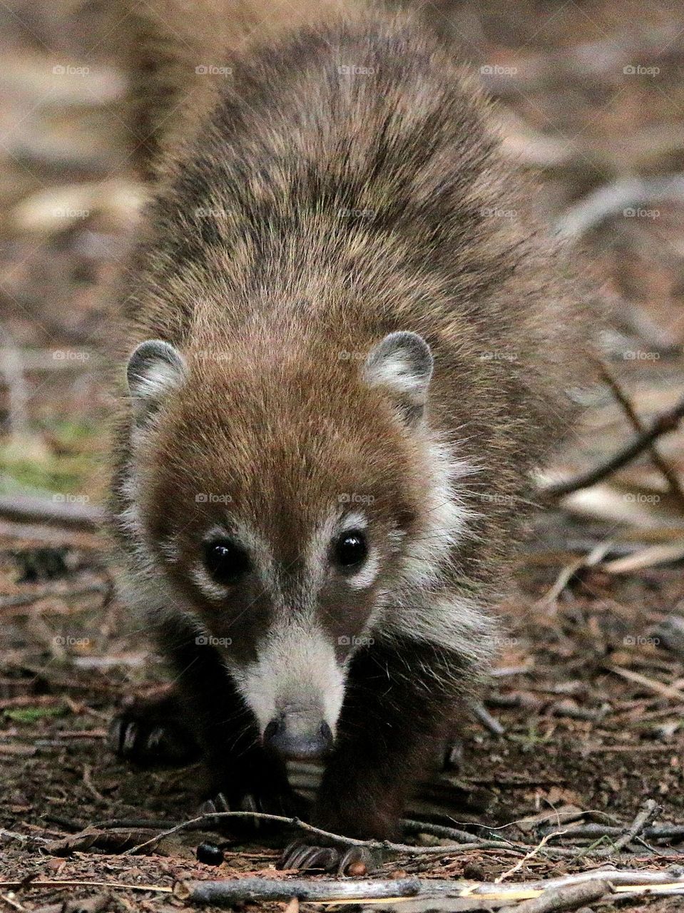 Young Coati Staring at Camera