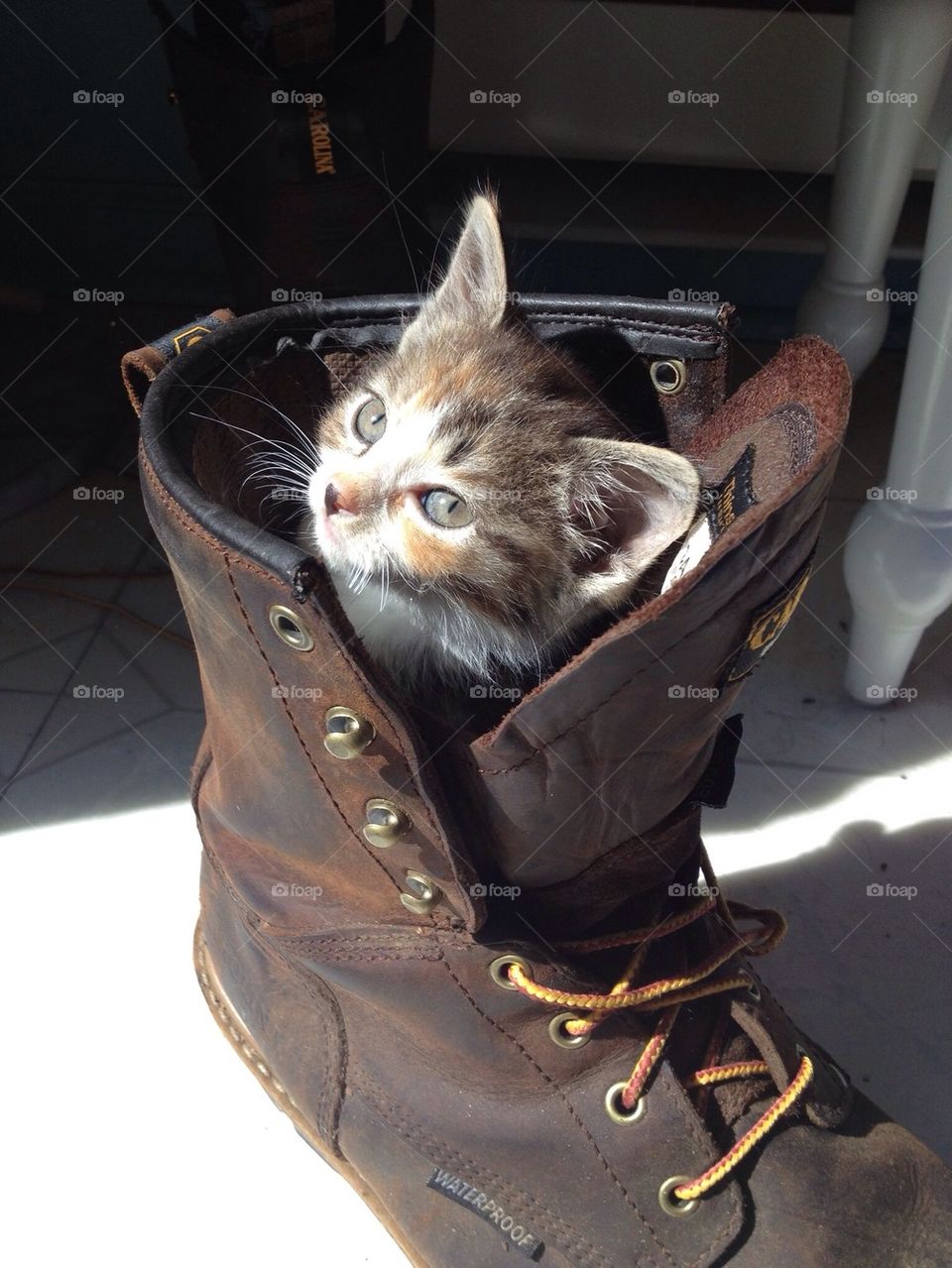 Puss in boots