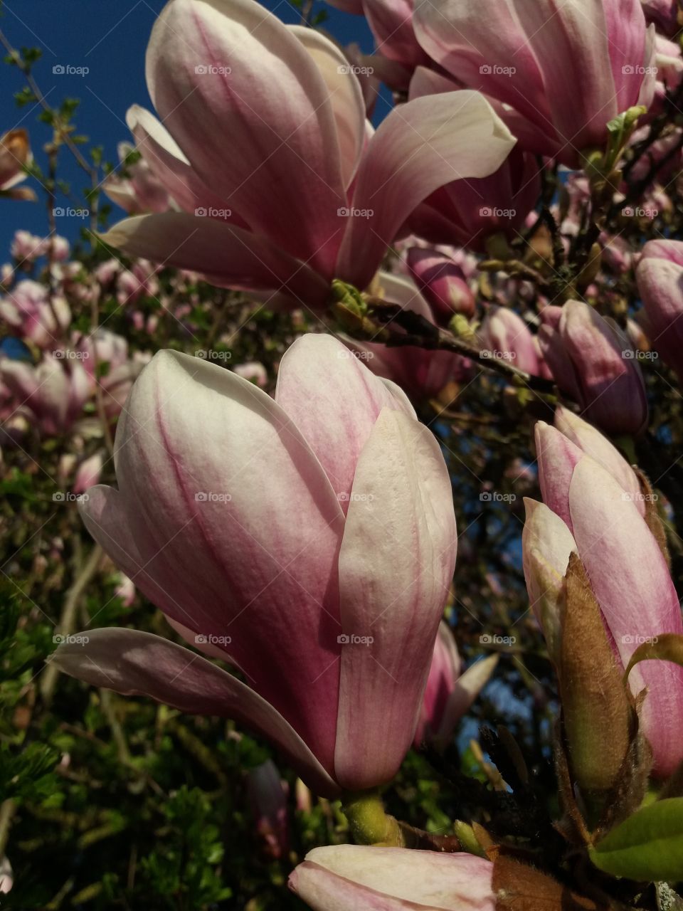 Magnolias tree