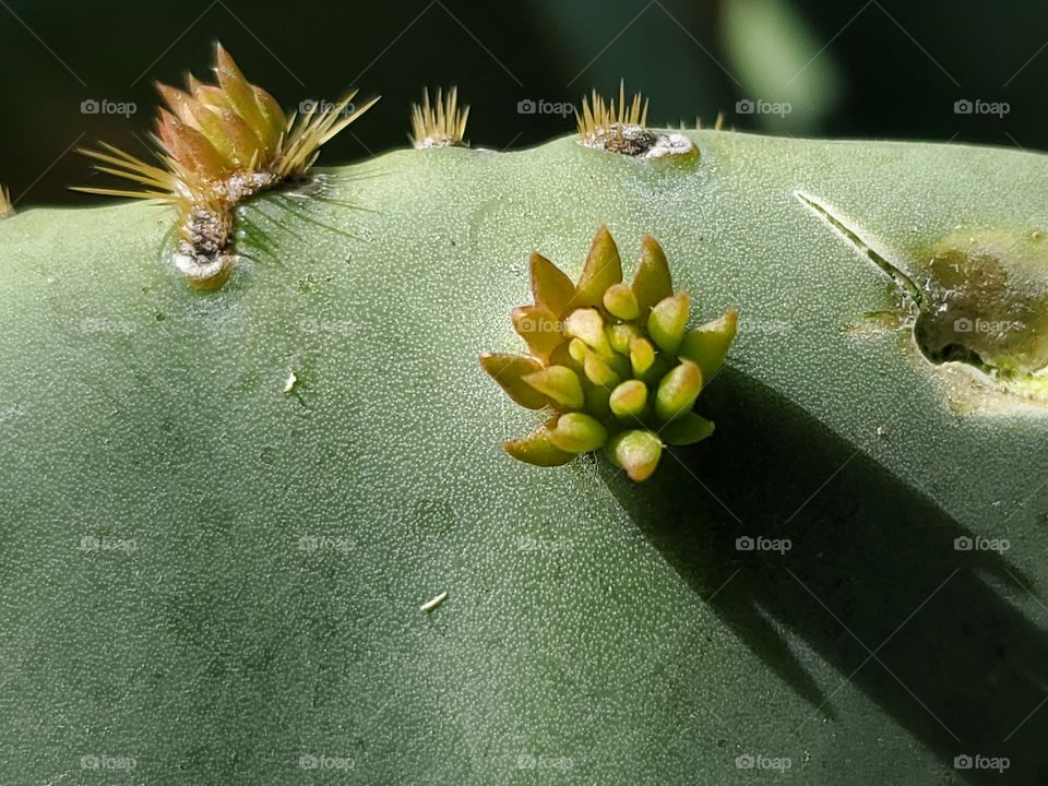 Green monochrome photo showing cactus buds in Spring bloom.