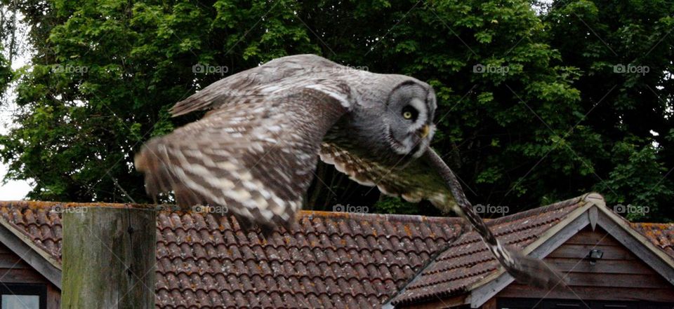 Owl flying over the roof