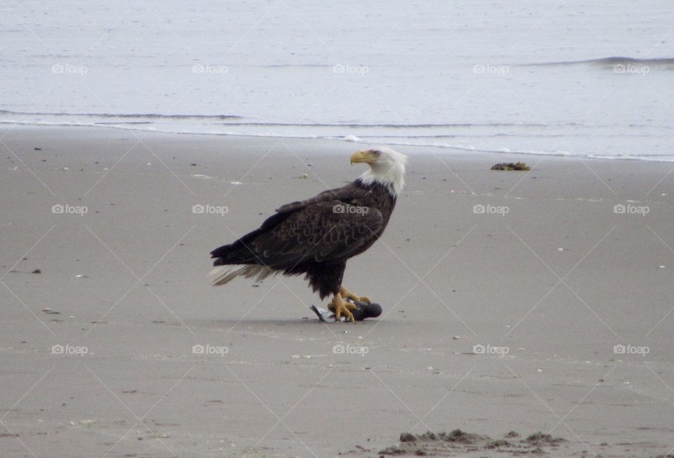 Minimalistic Snaps, Bald eagle 