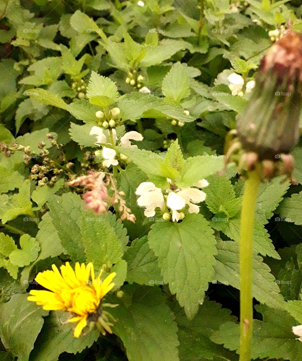 wild meadow  flowers at roadside- white hives and yellow dandelion