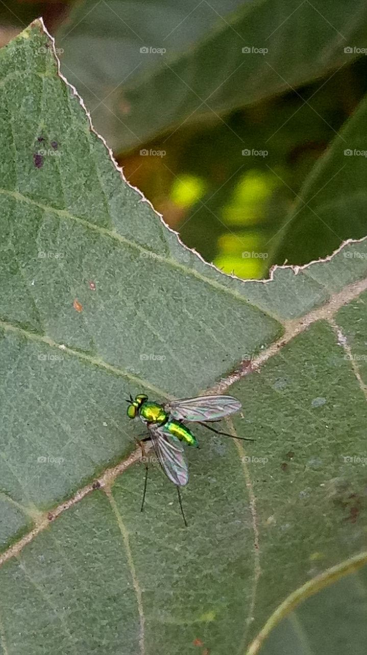 Elevated view of fly insect on leaf