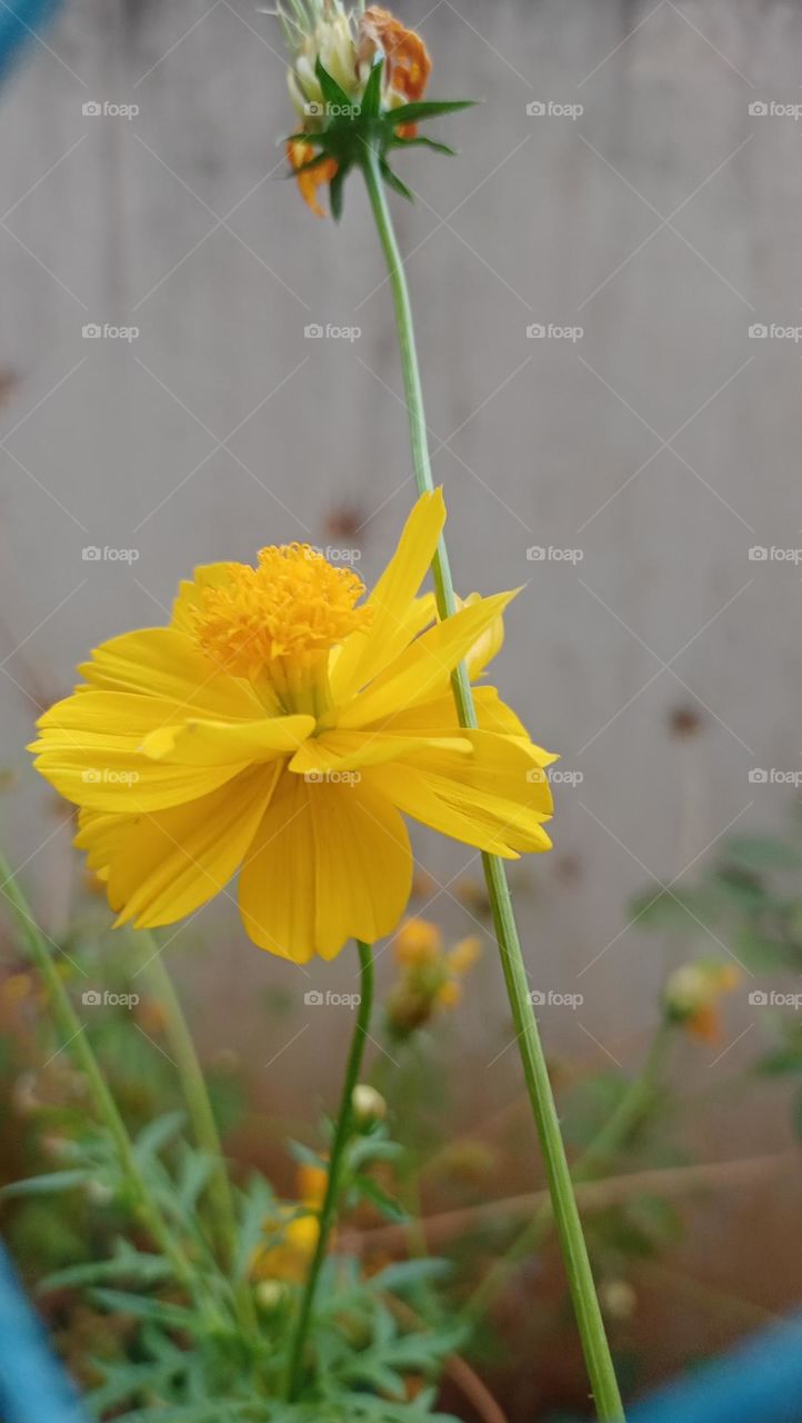 beautiful yellow flower season india