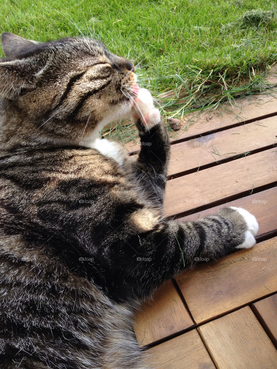 sweden garden cat katt by elluca