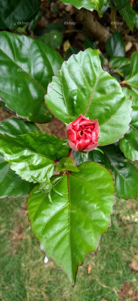 Hibiscus is a shrub of the Malvaceae tribe originating from East Asia and widely grown as an ornamental plant in tropical and subtropical regions. Big flowers, red and odorless