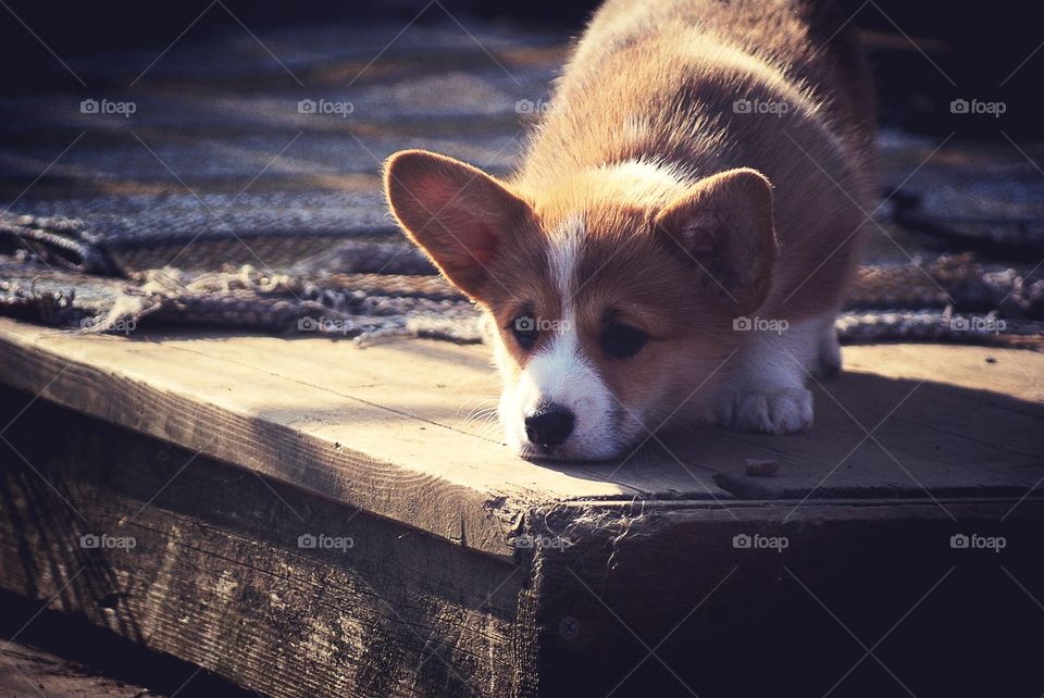 Cute puppy wants to play (welsh corgi pembroke)