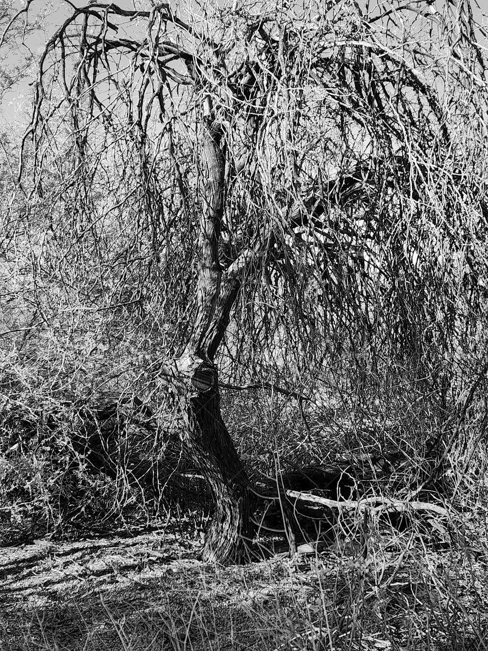 A dead tree shows the wear and tear of time as the leaves have stripped away showing the tangled web of branches