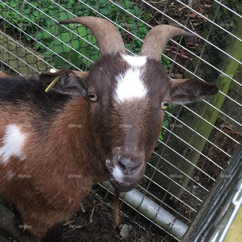 Billy goats gruff alive and well at the Combe Martin Wildlife and dinosaur park in North Devon 