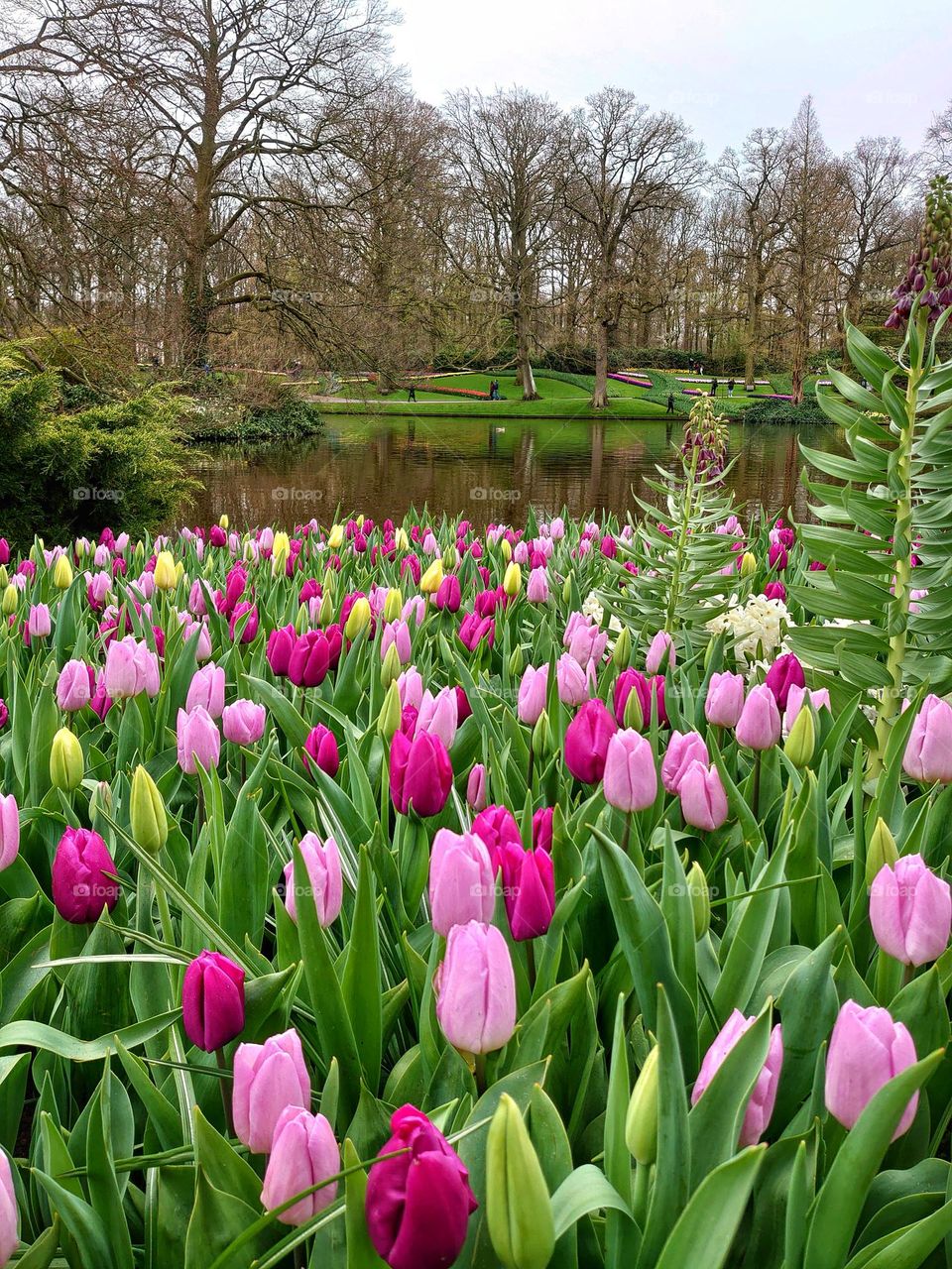 Pink tulips