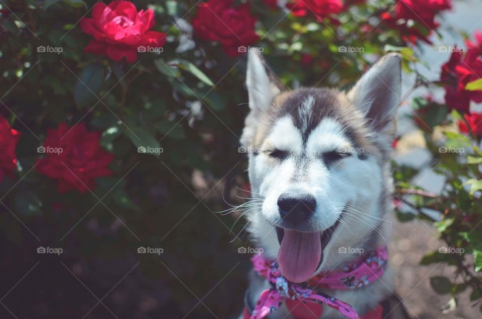 Happy puppy with flowers 