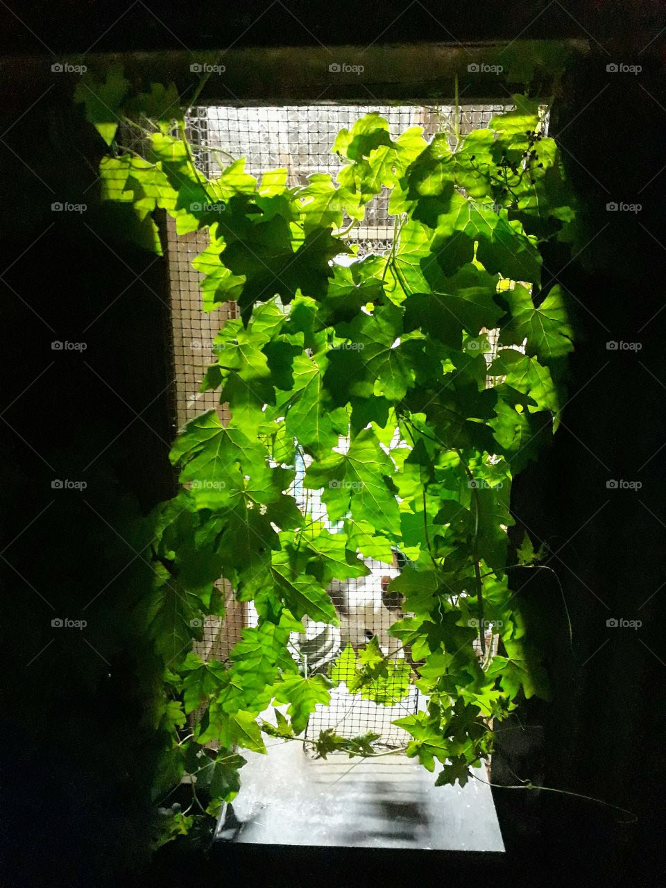 Lit window covered with vines