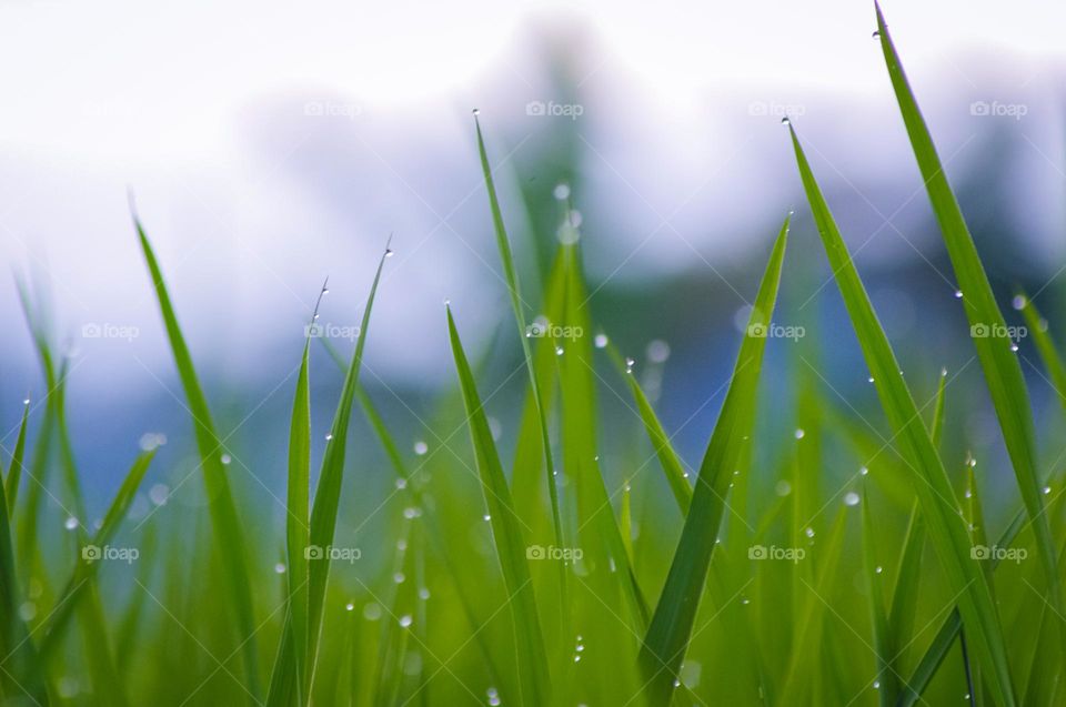 rice leaves