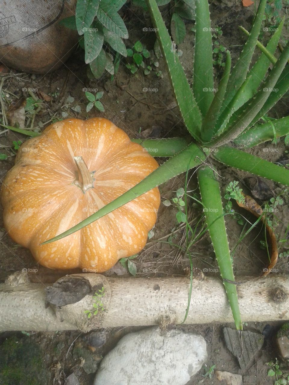 perfect pumpkin with Áloe vera