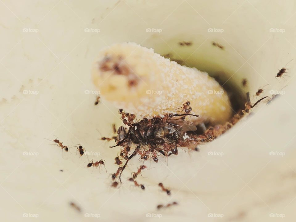 Ants moving dead insect