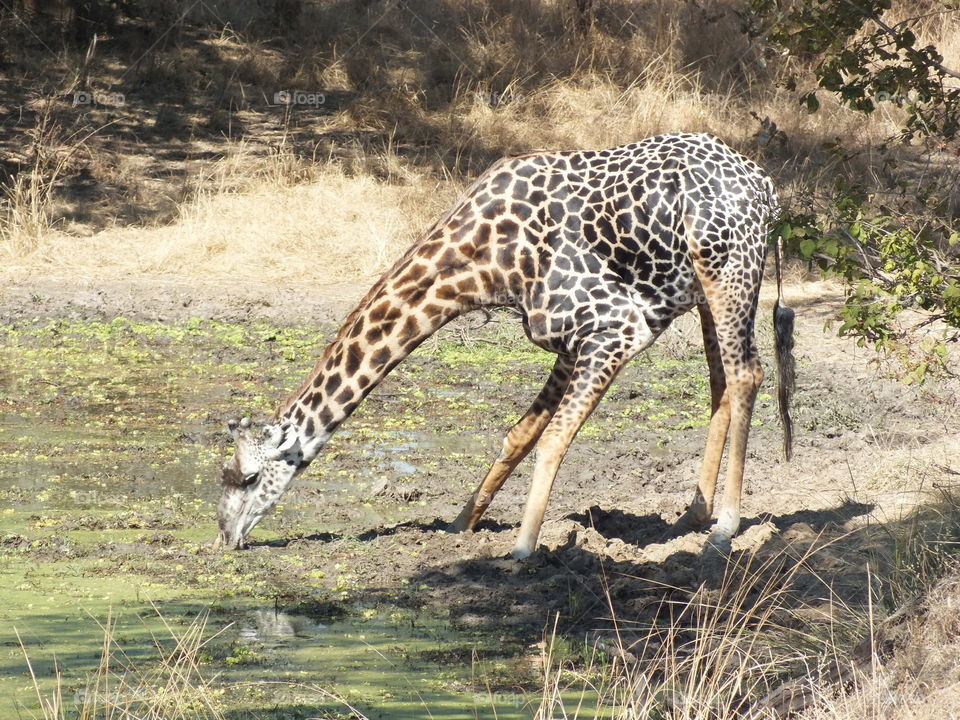 A giraffe drinking from a mini-lake