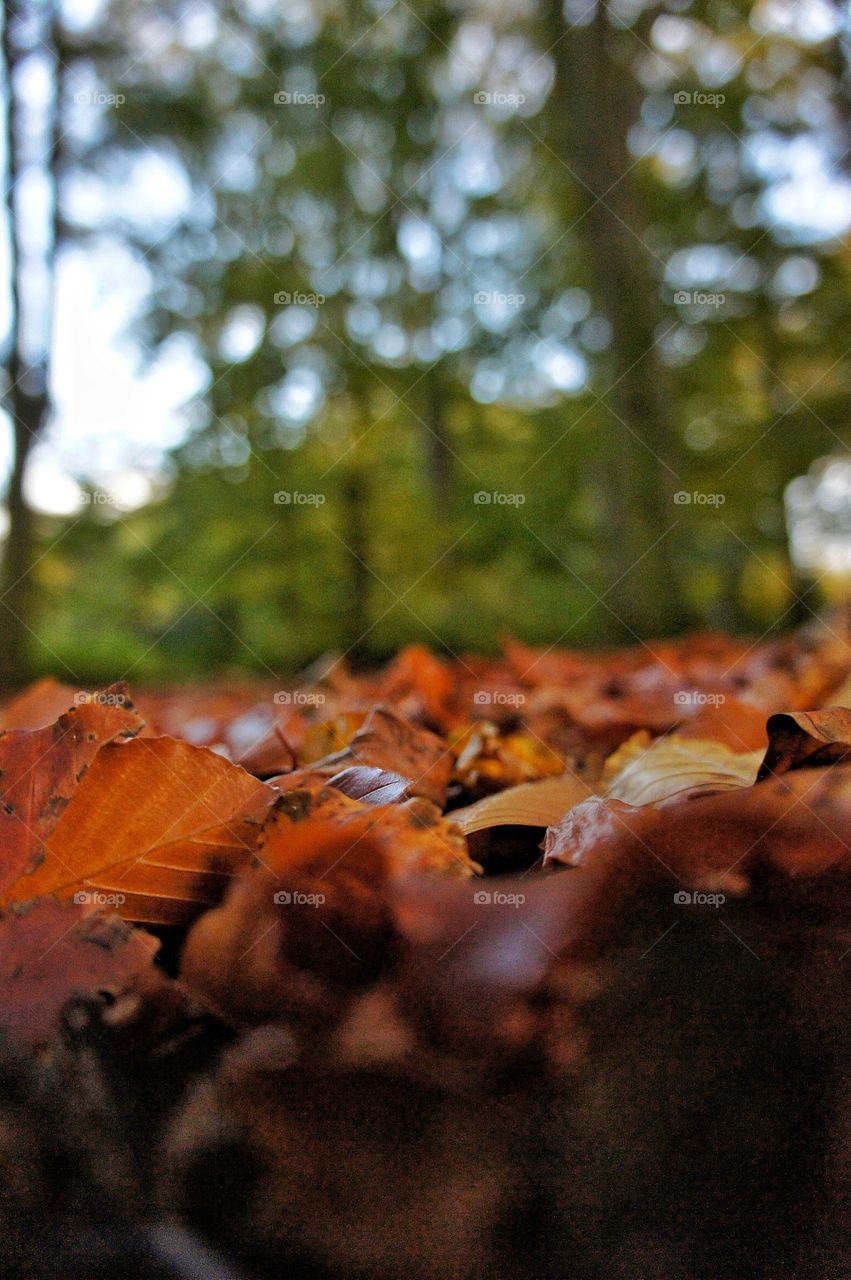 Close-up of autumn leaves