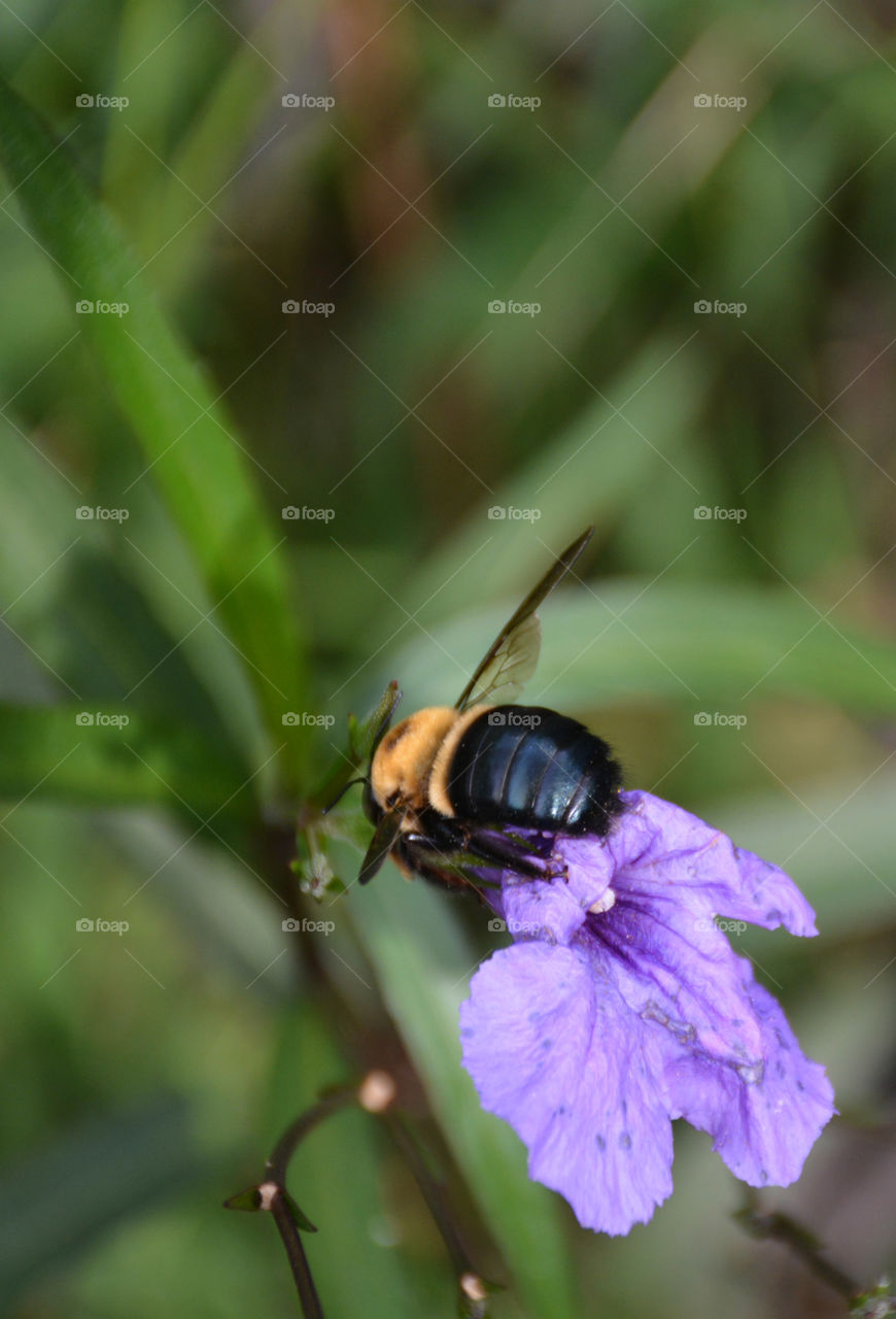 Bee pollinating the wild flower