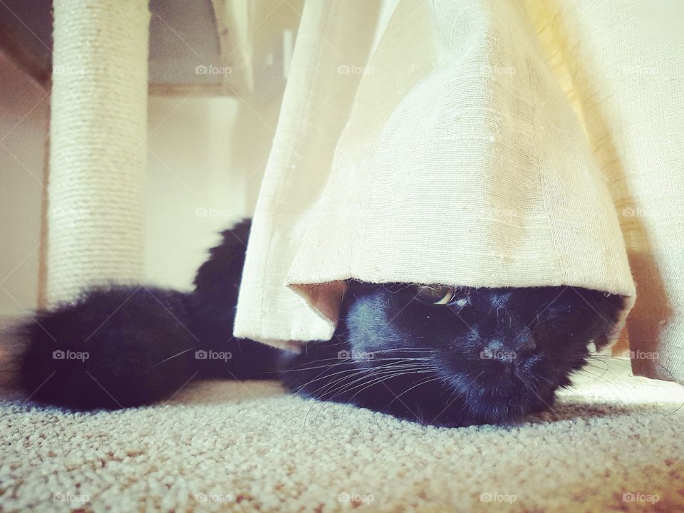 kitten playing peek a boo behind curtains