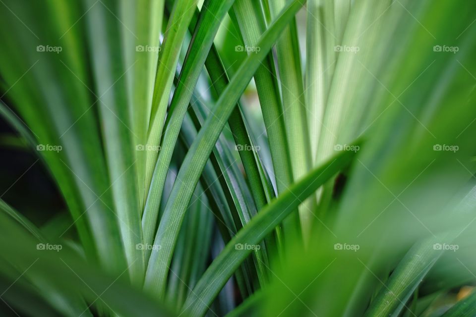 Pandanus amaryllifolius aka pandan leaf