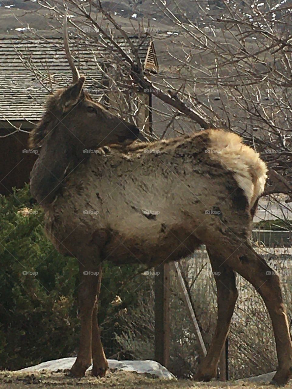 Elk