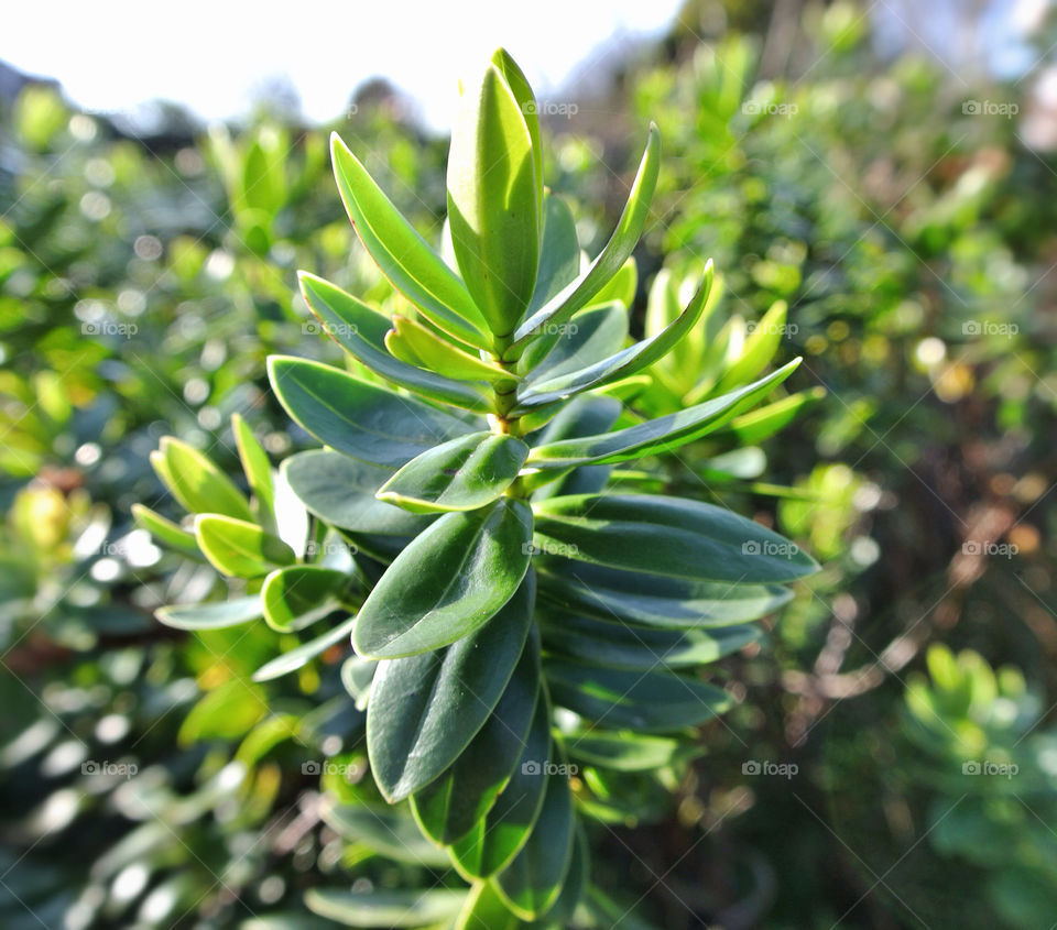 A picture of a plant close up.