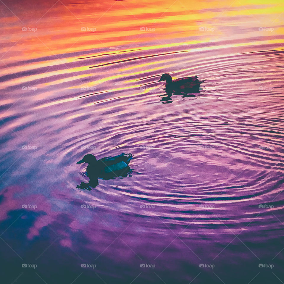 2 ducks glide peacefully across a river, the vibrant colours of sunset are reflected in the ripples water