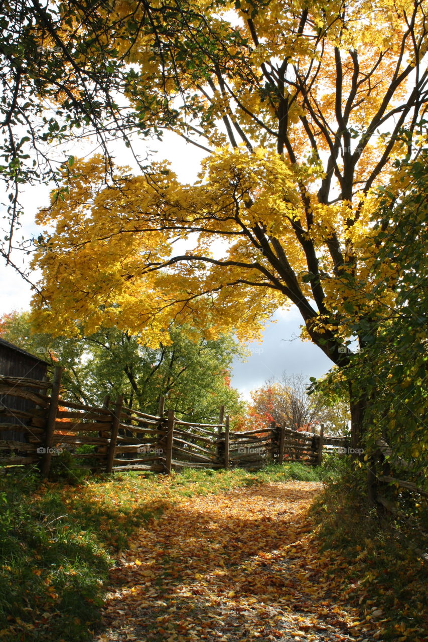 Autumn landscape