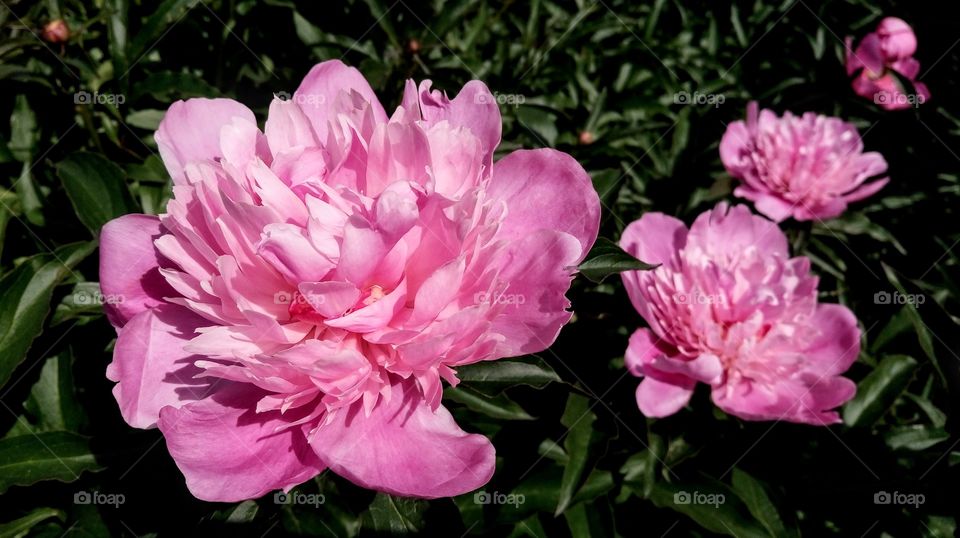 Peonies in the garden