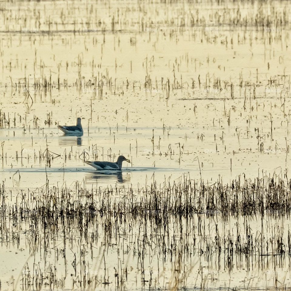 Golden hour in the marsh