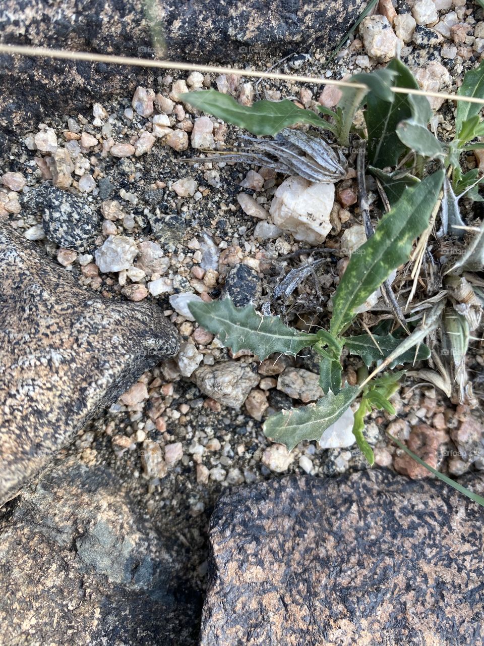 in the beloved land of taif , favorite photo for me 