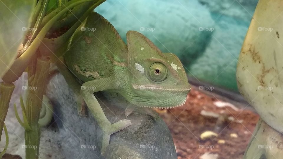 A large green lizard