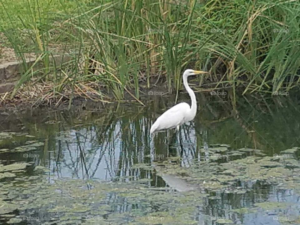 Egret edge of pond