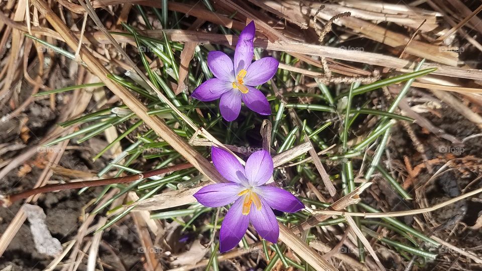 Crocus