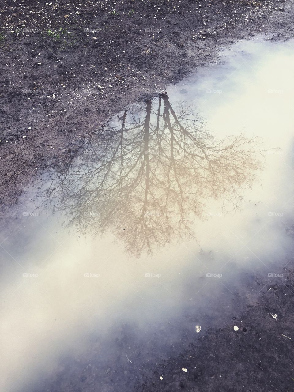Bare tree in foggy weather