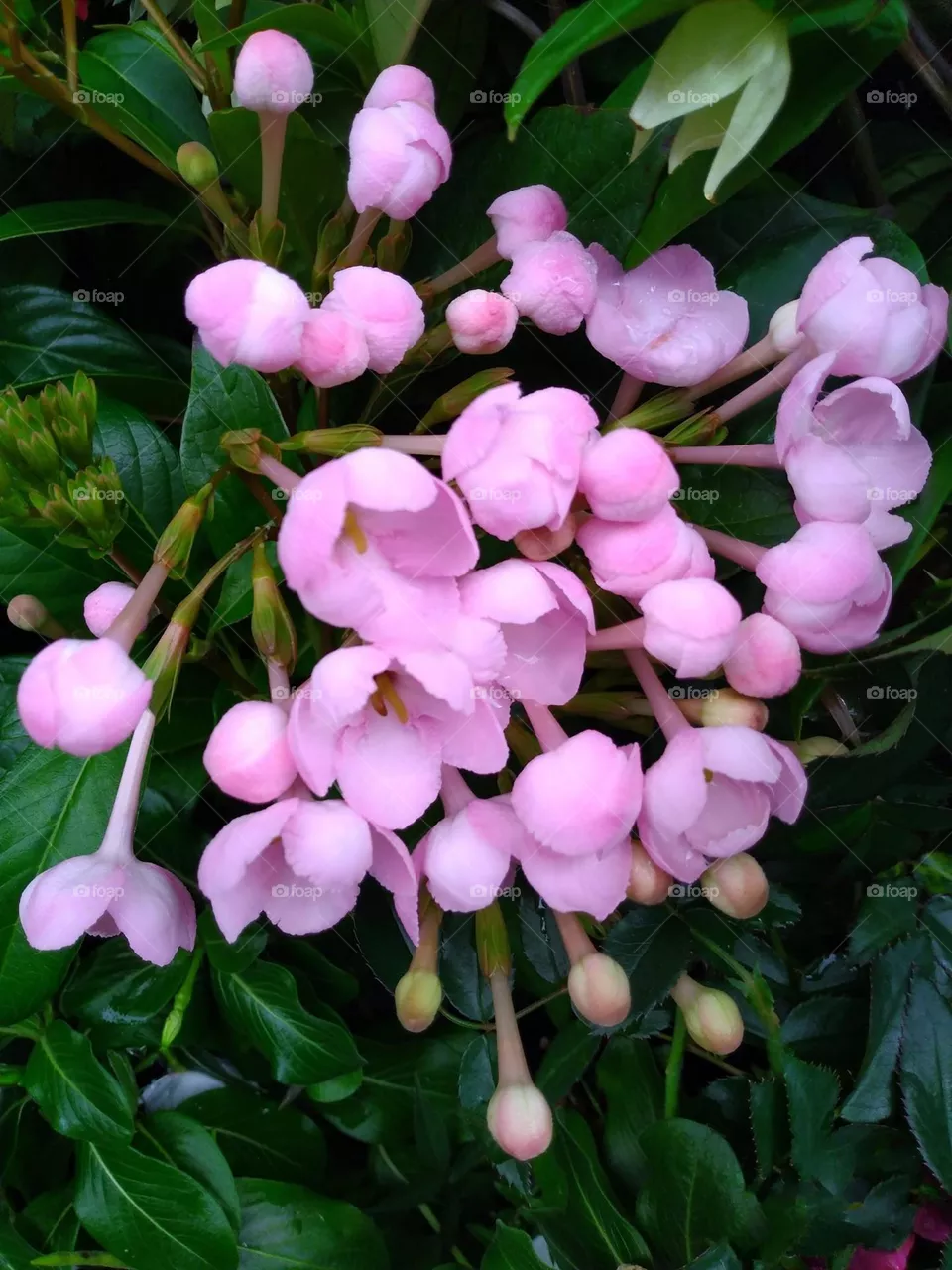 Beautiful flowers in bloom